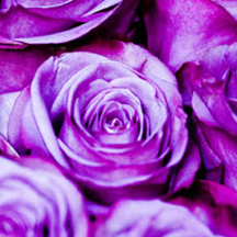 账号充值中心的ddos网页端